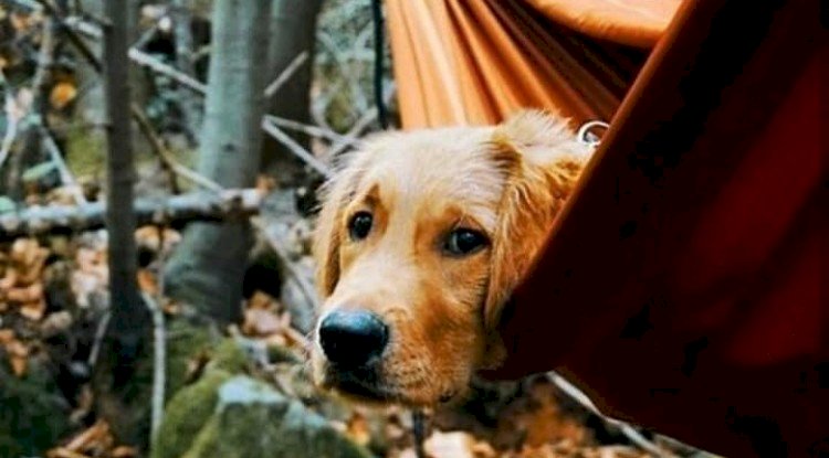 Onlar Doğanın Çocukları (Kamp Günlükleri)